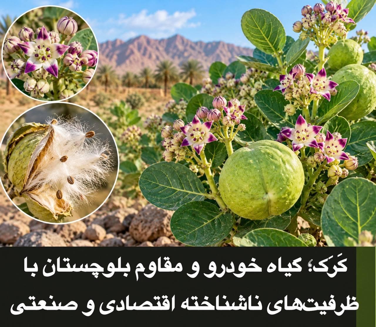 کَرکْ؛ گیاه خودرو و مقاوم بلوچستان با ظرفیتهای ناشناخته اقتصادی و صنعتی